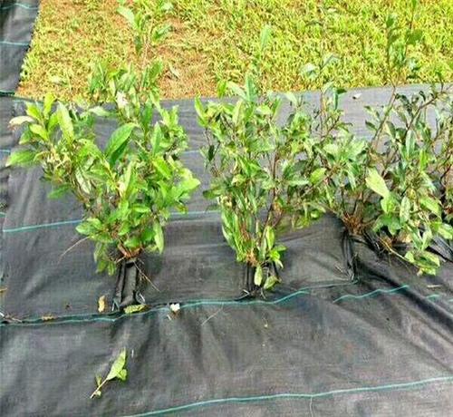 防滲土工膜的特點及應(yīng)用