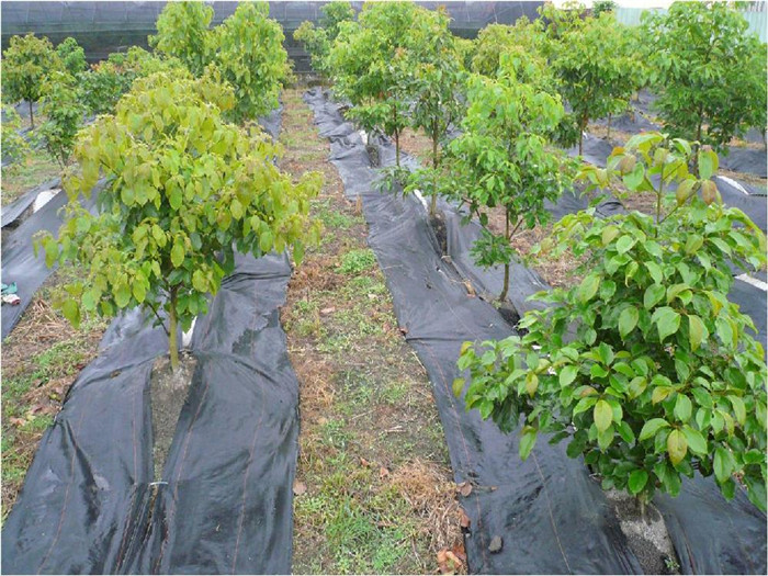 防草布(園藝地布)