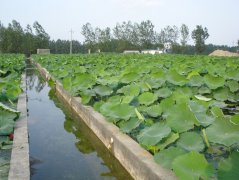藕池膜有什么施工工藝？